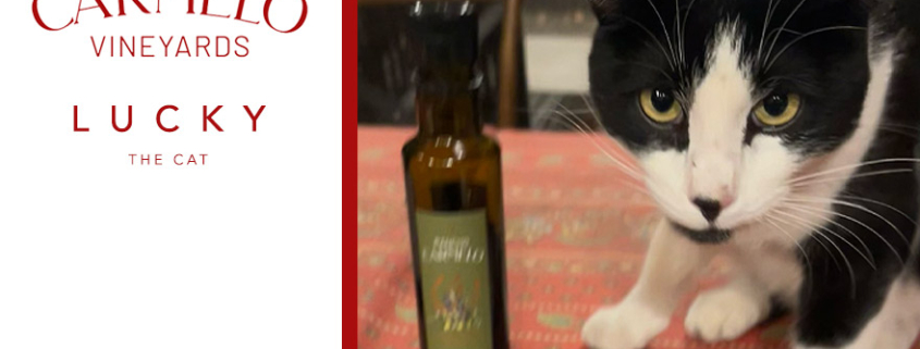 Meet Lucky – The Official Carmelo Vineyard Cat!
